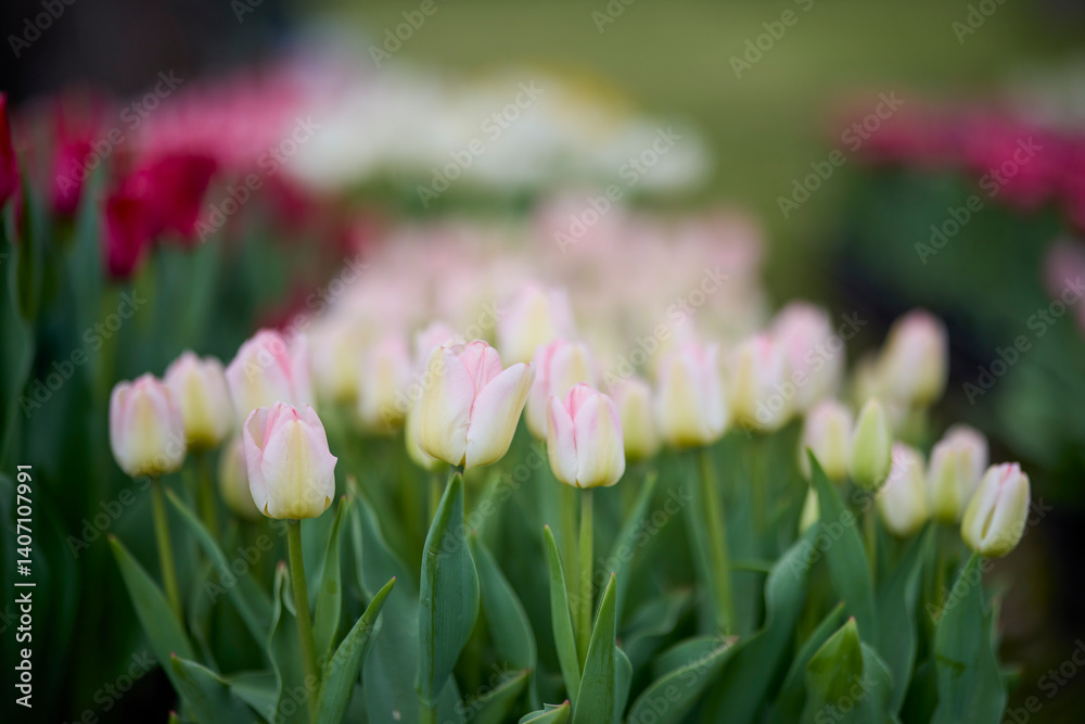 landscape with beautiful tulips with selective focus landscape with beautiful tulips with selective focus