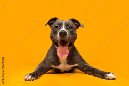 Canvas Print Playful Gray and White Dog Smiling on Bright Yellow Backdrop