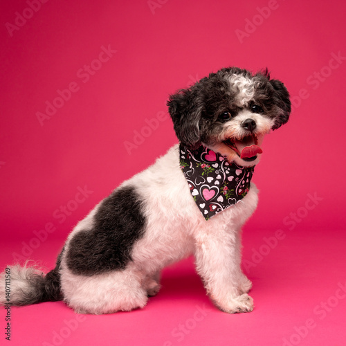 Happy Black and White Dog Wearing Heart Bandana on Pink Background