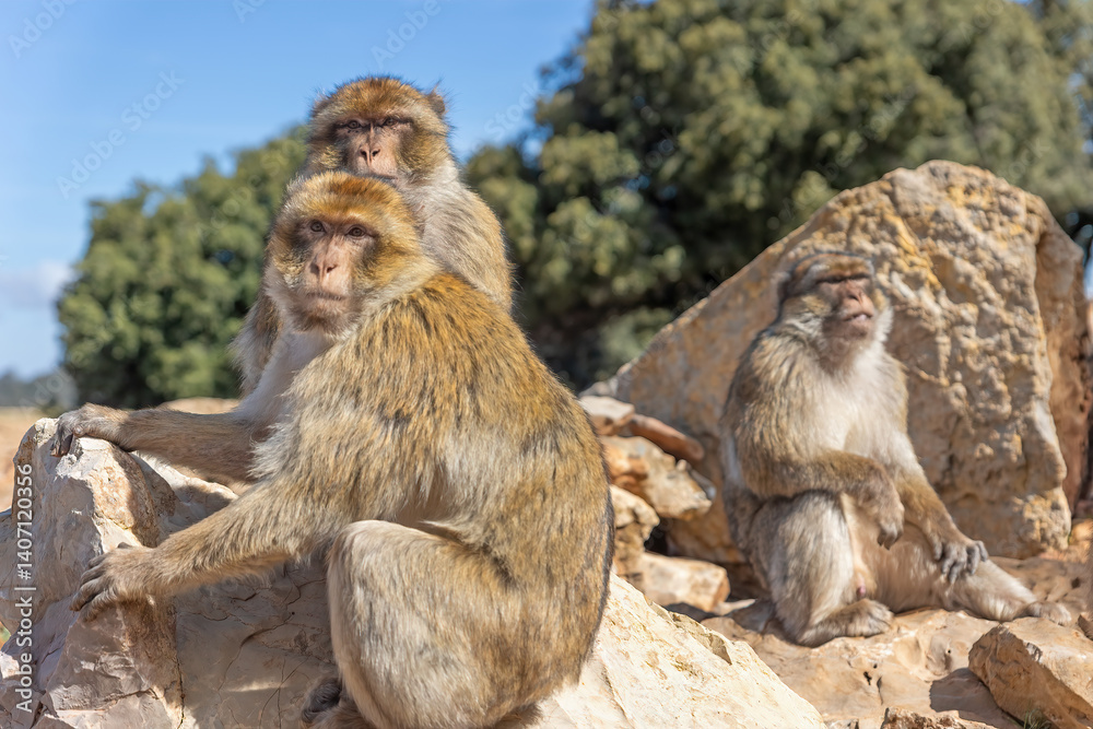 Portrait of Barbary Macaque (Macaca sylvanus) Barbary apes are a vulnerable species and their habitat is threatened by habitat loss. Cedar forests around town of Azrou. Morocco Portrait of Barbary Macaque (Macaca sylvanus) Barbary apes are a vulnerable species and their habitat is threatened by habitat loss. Cedar forests around town of Azrou. Morocco