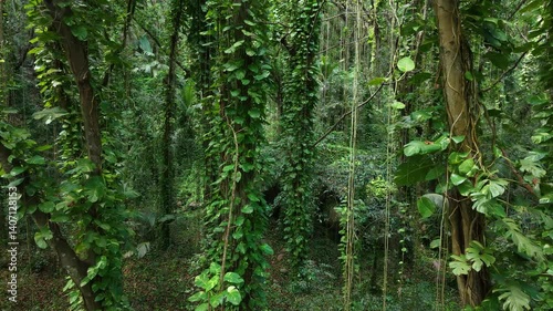 La Digue, Seychelles – a dense tropical jungle with tall trees and thick green vines in a lush natural setting.
