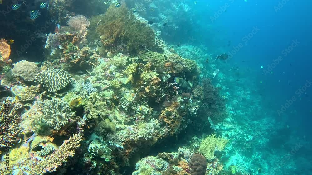 Sea turtle swims with titan triggerfish and other marine species on a coral reef. Sea turtle swims with titan triggerfish and other marine species on a coral reef.
