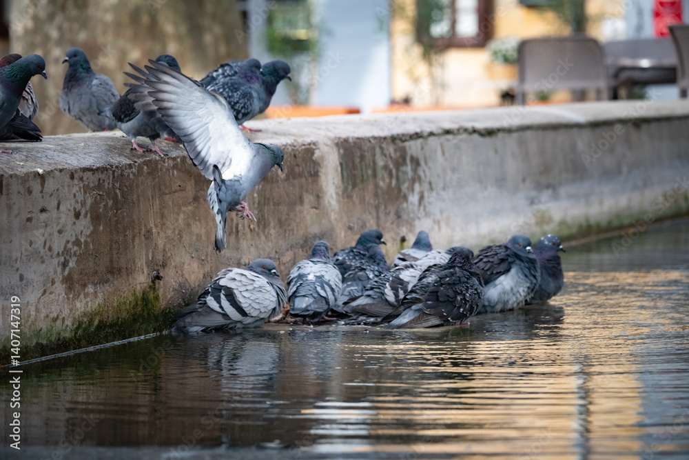 Fototapeta premium Group of Pigeons bathing together and flying into bath in French Village