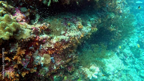 Wallpaper Mural School of small fry swim near gorgonians and soft corals on reef. Torontodigital.ca