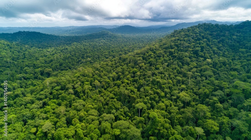 Fototapeta premium Rainforest cleared for cattle farming, meat industry footprint