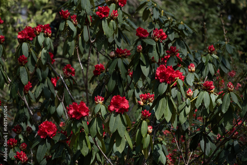 Vibrant red rhododendron blooming in spring garden Vibrant red rhododendron blooming in spring garden