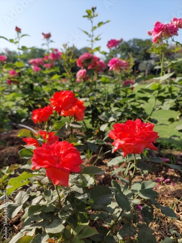 Rose Garden - Rose Flowers