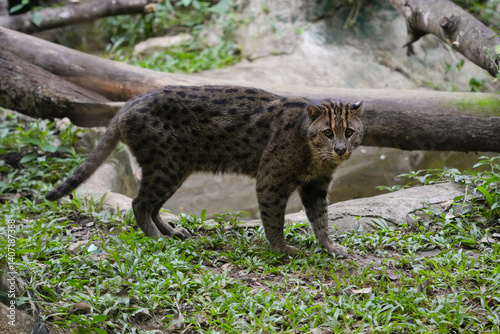 Fishing Cat (Prionailurus viverrinus) big cat photo