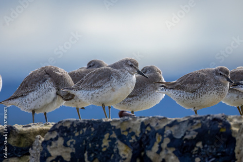 Large flock of red knot roosting on a harbour wall
