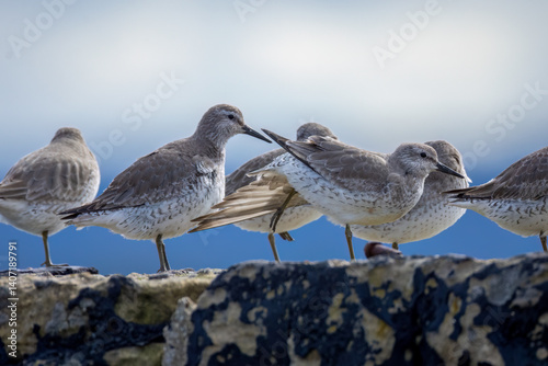 Large flock of red knot roosting on a harbour wall
