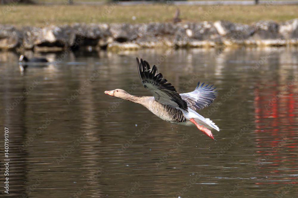 The flying greylag goose, Anser anser is a species of large goose