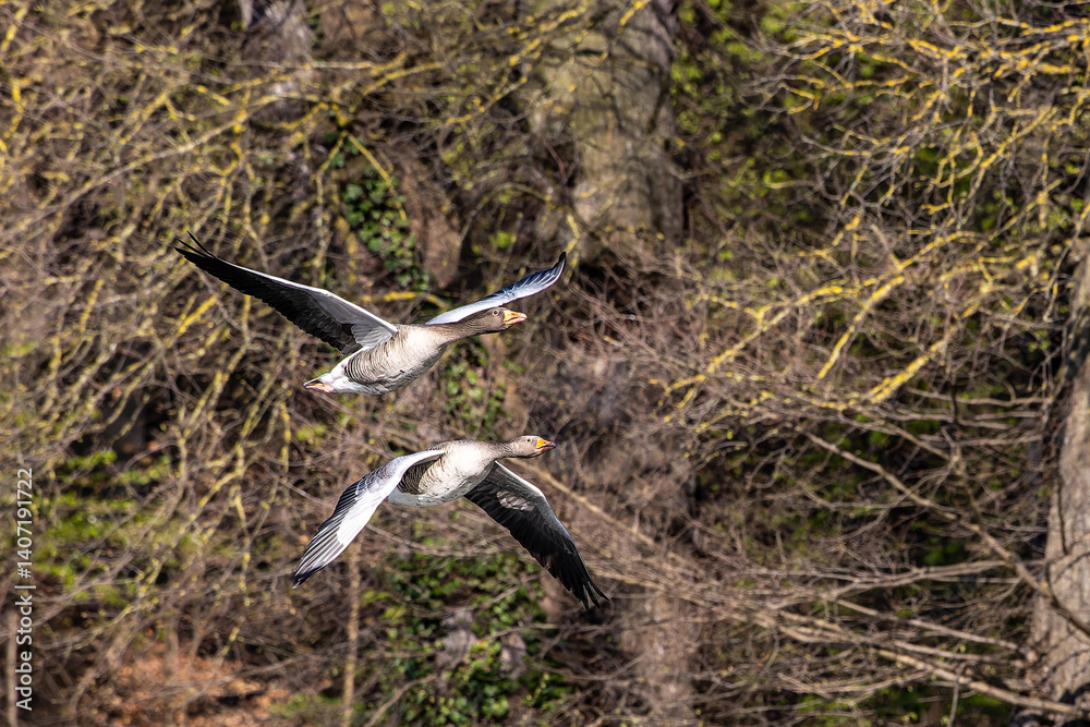 The flying greylag goose, Anser anser is a species of large goose