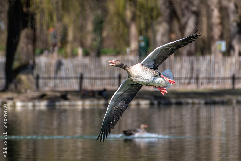 The flying greylag goose, Anser anser is a species of large goose