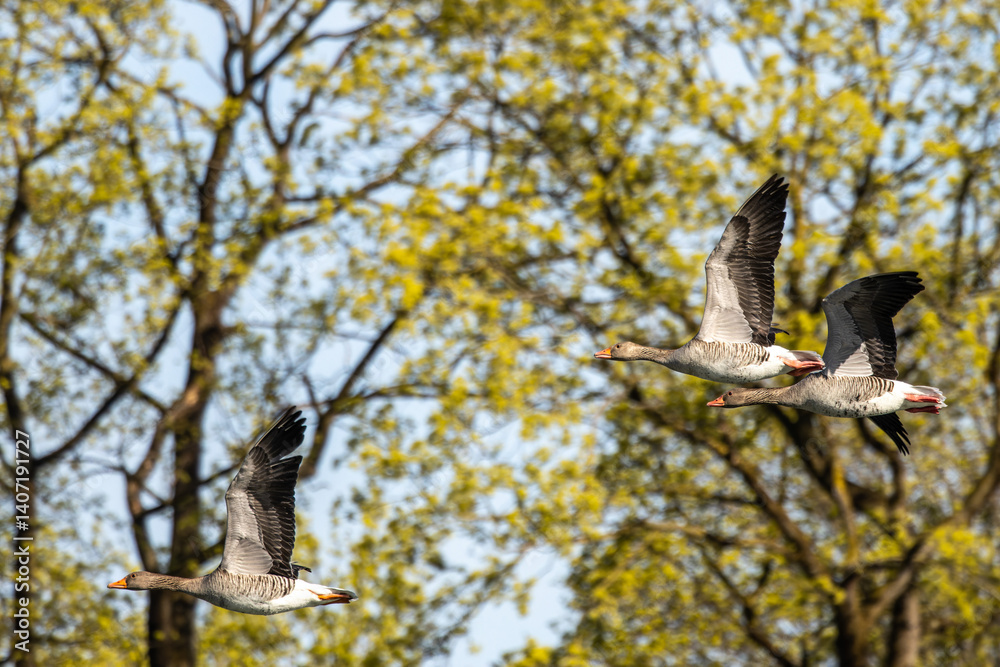 The flying greylag goose, Anser anser is a species of large goose