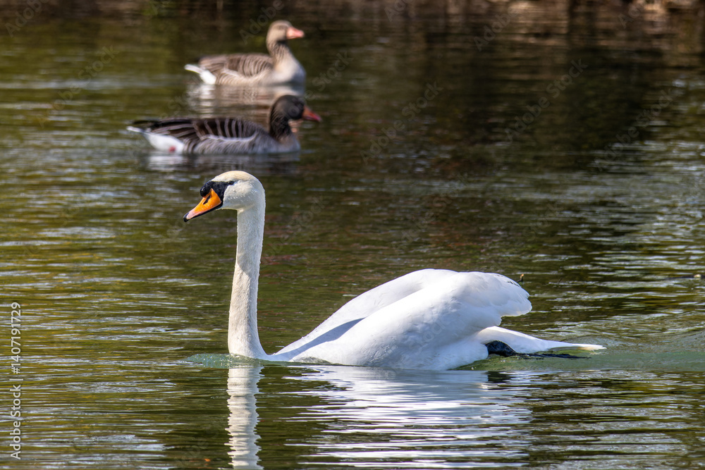 Mute swan, Cygnus olor swimming on a lake in Munich, Germany