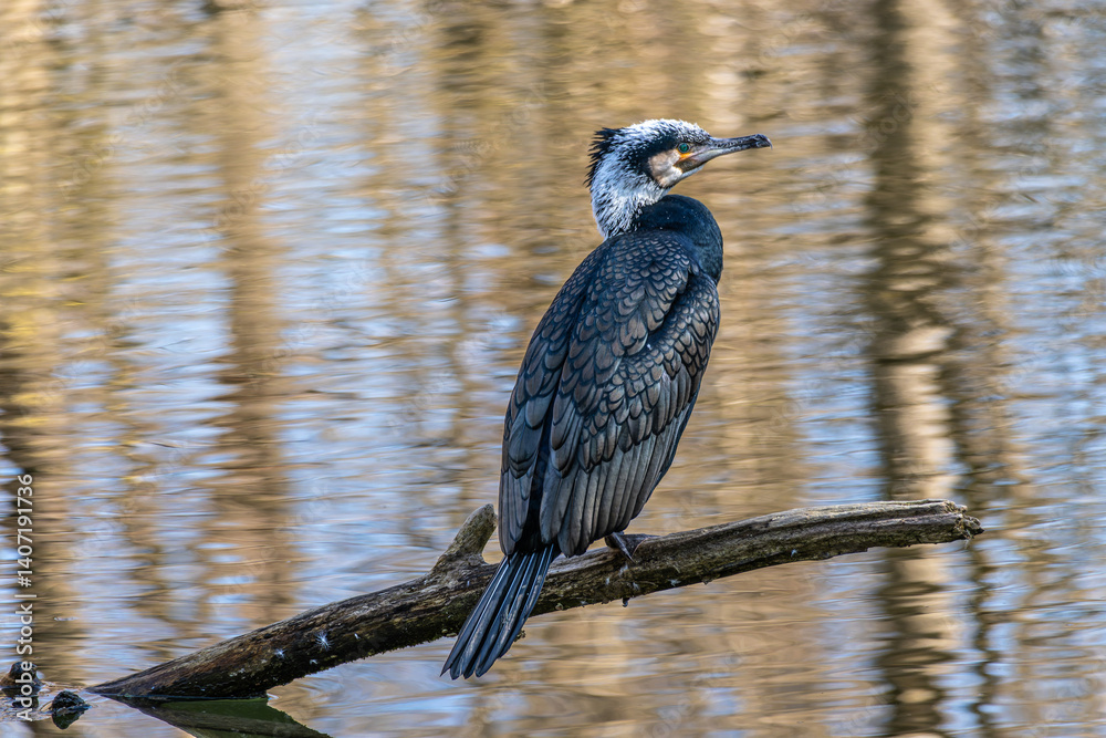 The great cormorant, Phalacrocorax carbo sitting on a branch