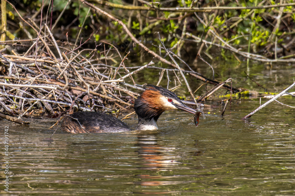 Great Crested Grebe, Podiceps cristatus has caught a fish.