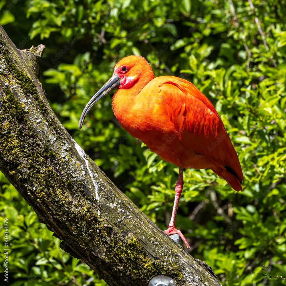 The Scarlet ibis, Eudocimus ruber is a species of ibis in the bird family Threskiornithidae.