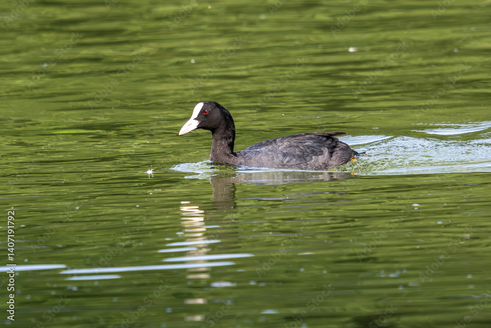 The Eurasian coot, Fulica atra swimming on the Kleinhesseloher Lake at Munich, Germany
