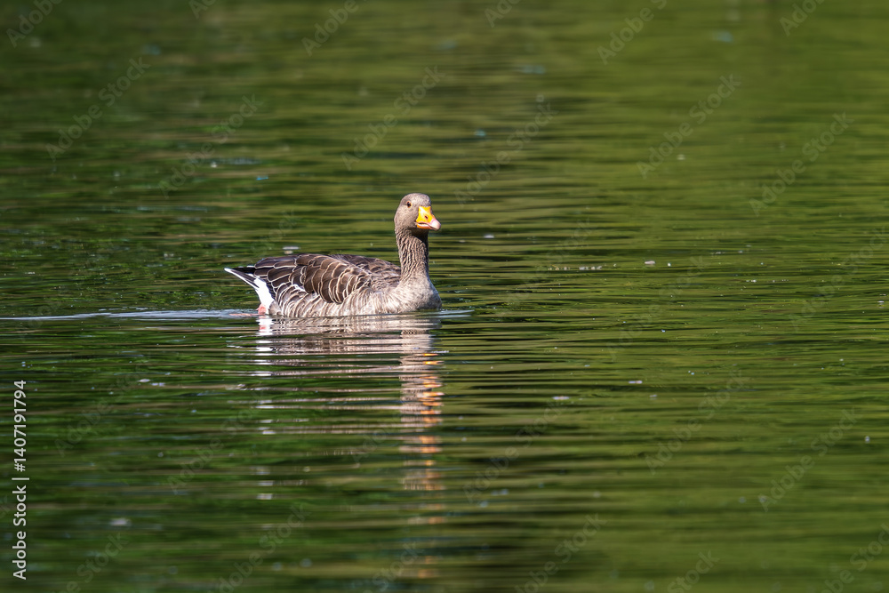 The greylag goose, Anser anser is a species of large goose