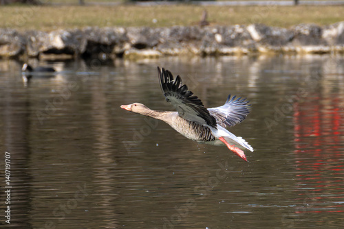 Obraz na płótnie The flying greylag goose, Anser anser is a species of large goose w salonie