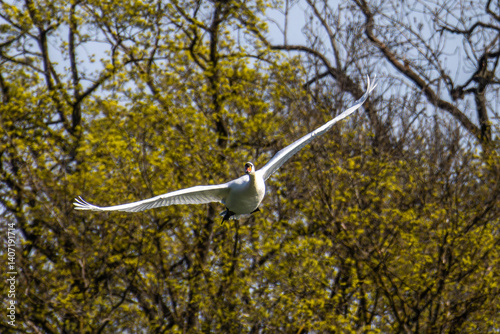 Obraz na płótnie Mute swan, Cygnus olor flying over a lake in the English Garden in Munich, Germany w salonie