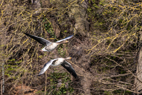 Obraz na płótnie The flying greylag goose, Anser anser is a species of large goose w salonie
