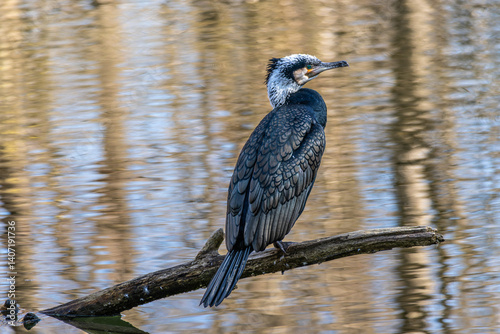 Obraz na płótnie The great cormorant, Phalacrocorax carbo sitting on a branch w salonie