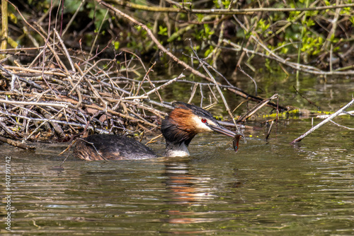 Obraz na płótnie Great Crested Grebe, Podiceps cristatus has caught a fish. w salonie