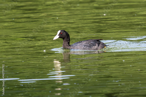 Obraz na płótnie The Eurasian coot, Fulica atra swimming on the Kleinhesseloher Lake at Munich, Germany w salonie