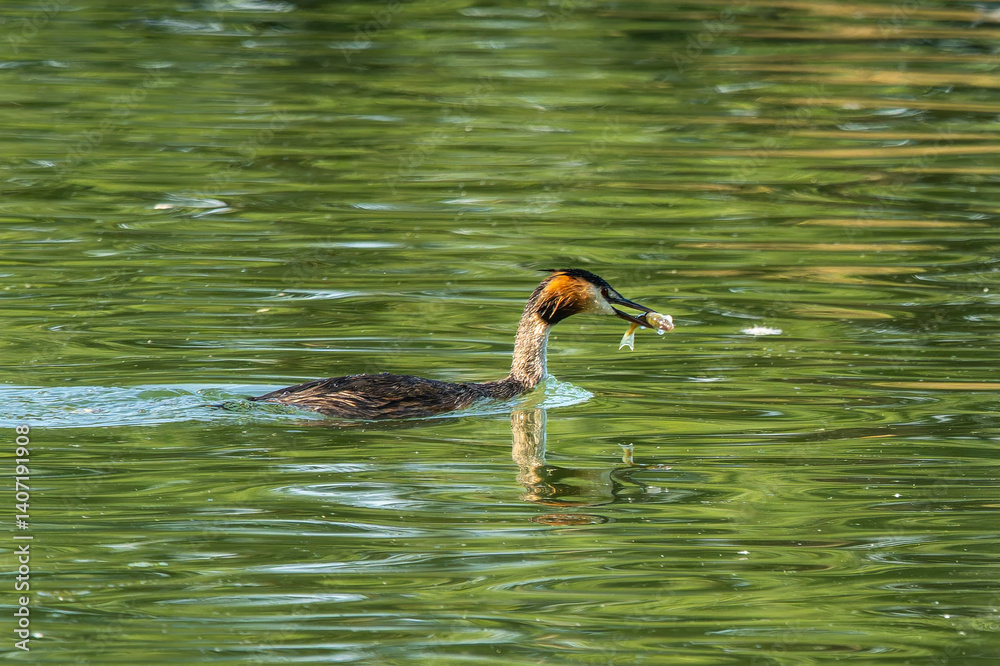 Great Crested Grebe, Podiceps cristatus has caught a fish.