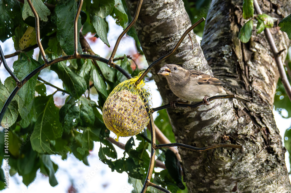 House sparrow bird, Passer domesticus perched on bird feeder containing birdseed.