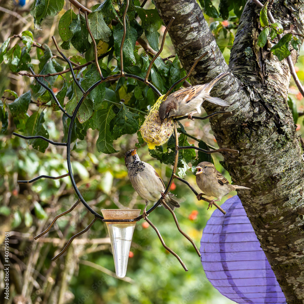 House sparrow bird, Passer domesticus perched on bird feeder containing birdseed.