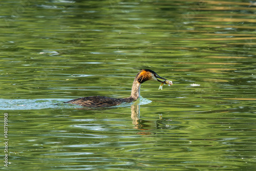Obraz na płótnie Great Crested Grebe, Podiceps cristatus has caught a fish. w salonie