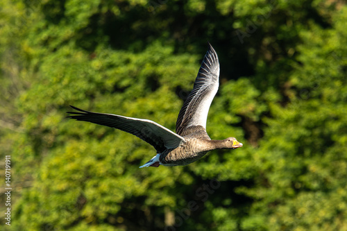 Obraz na płótnie The flying greylag goose, Anser anser is a species of large goose w salonie
