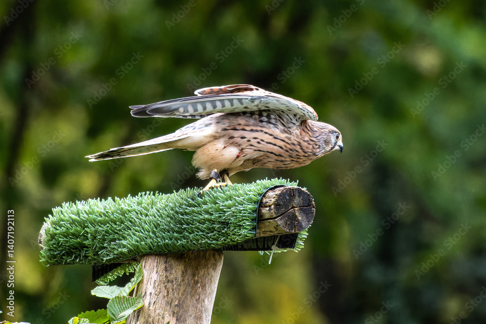 Common kestrel, Falco tinnunculus is a bird of prey species belonging to the falcon family Falconidae.