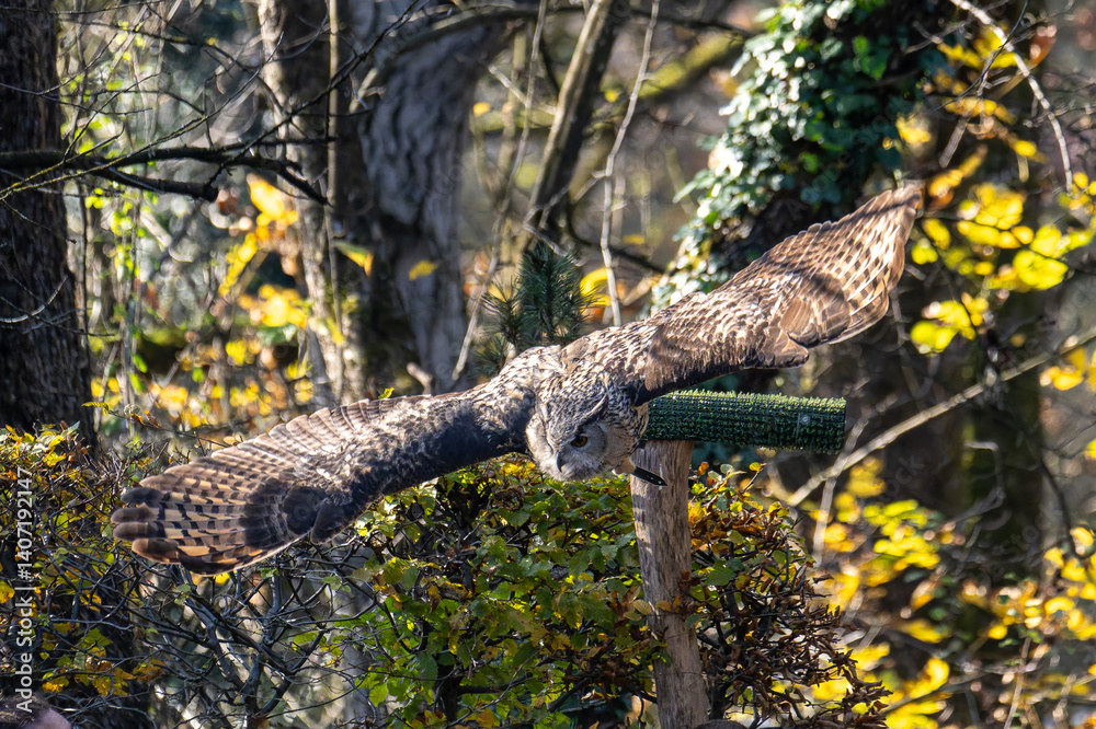 Siberian eagle owl, bubo bubo sibiricus. The biggest owl in the world