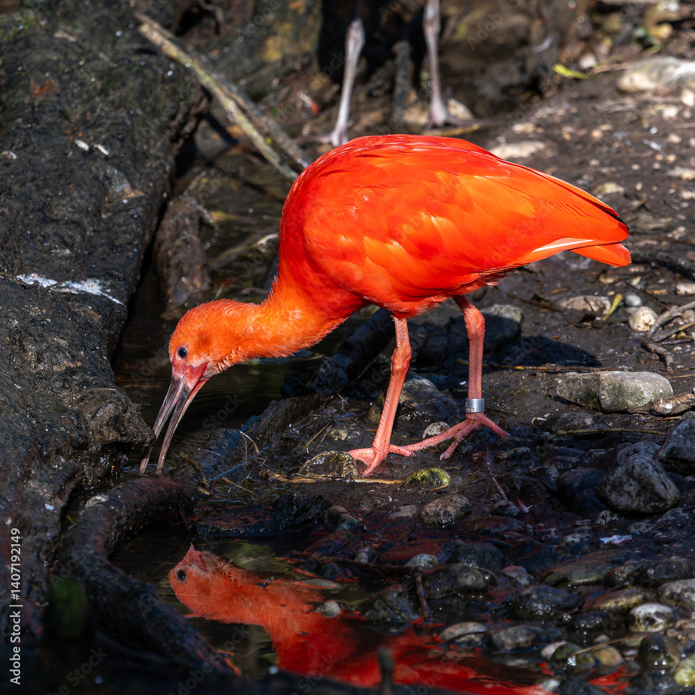 The Scarlet ibis, Eudocimus ruber is a species of ibis in the bird family Threskiornithidae.