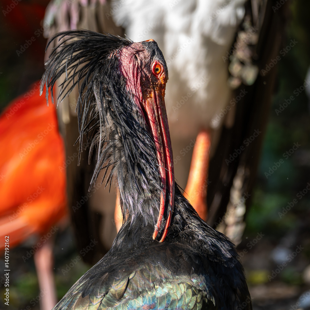 Northern Bald ibis, Geronticus eremita in a German park
