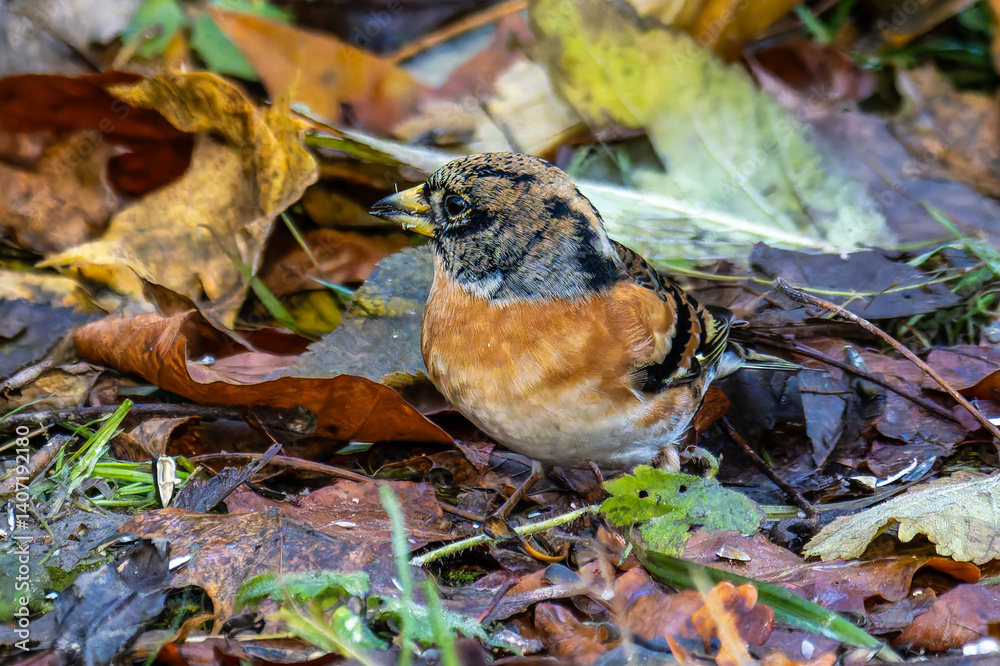 The chaffinch, Fringilla coelebs is a common and widespread small passerine bird in the finch family.