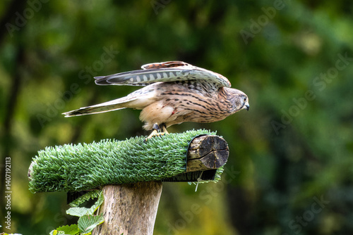 Obraz na płótnie Common kestrel, Falco tinnunculus is a bird of prey species belonging to the falcon family Falconidae. w salonie