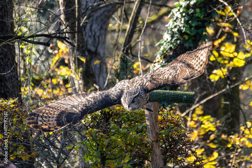 Obraz na płótnie Siberian eagle owl, bubo bubo sibiricus. The biggest owl in the world w salonie