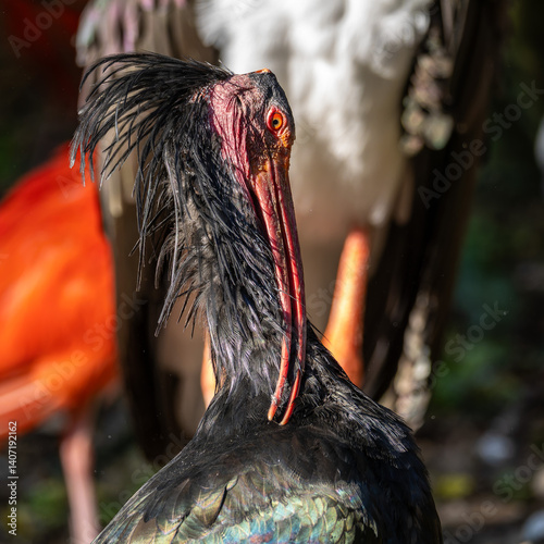Obraz na płótnie Northern Bald ibis, Geronticus eremita in a German park w salonie