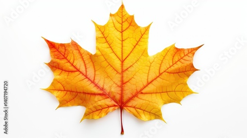 Obraz na płótnie colorful fall leaf isolated on white w salonie