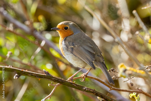 Robin redbreast bird on a branch