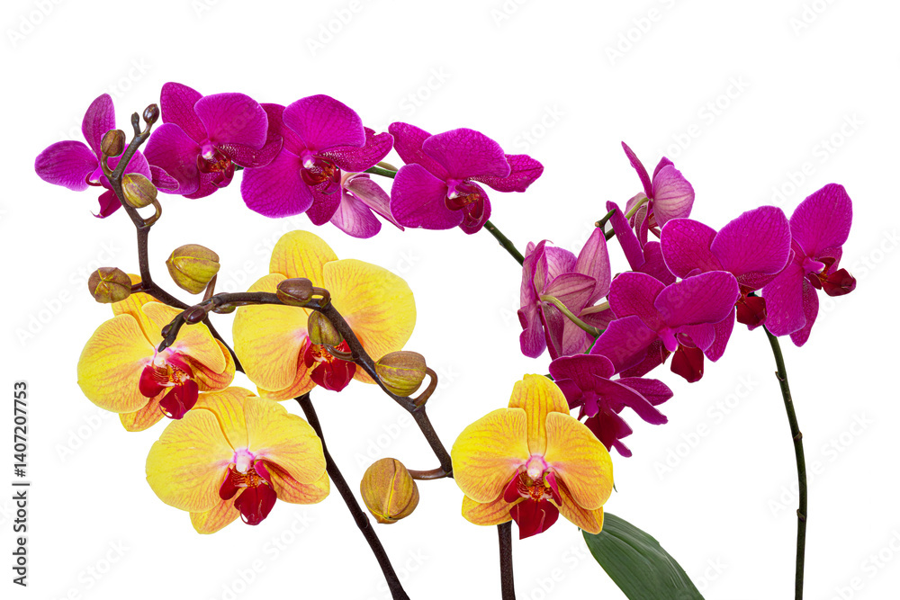 Storczyki. Orchidea.