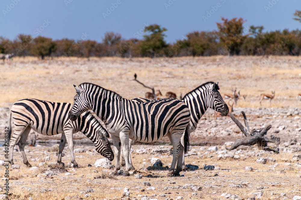 A group of Burchell's Plains zebra -Equus quagga burchelli- gathering near a waterhole on the plains of Etosha National Park, Namibia.