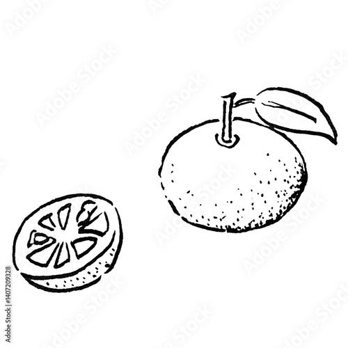 観光/四国徳島県の特産品のすだち＿手描き線画カットイラスト・モノクロ
