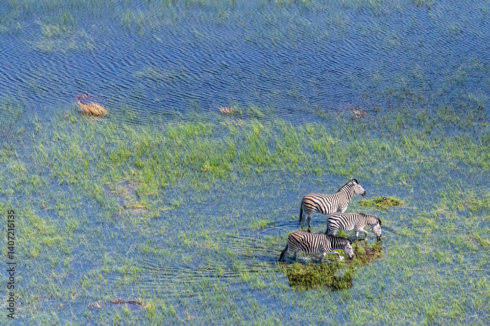 Aerial shot of a herd of Zebras grazing in the Okavango delta wetlands in Botswana.