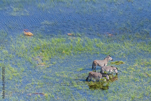 Obraz na płótnie Aerial shot of a herd of Zebras grazing in the Okavango delta wetlands in Botswana. w salonie